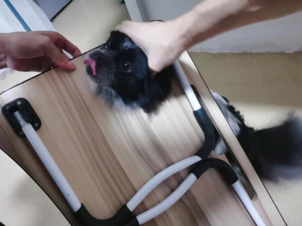 狗狗被卡住了怎么办(怎样才能帮它顺利取出)