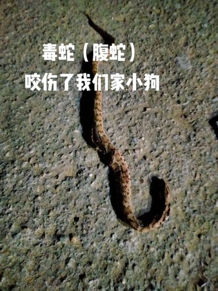 狗狗被蛇咬伤脸肿胀像狗熊(真的像个小狗熊)