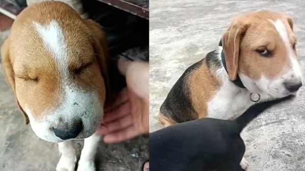 狗狗被蛇咬伤脸肿胀像狗熊(真的像个小狗熊)