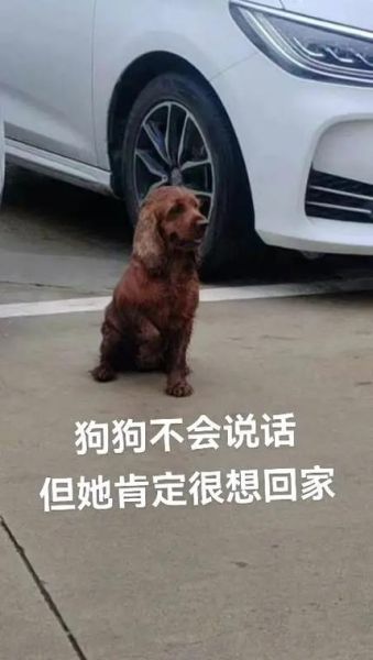 狗狗走丢一个月回家疯狂撞门(它是怎么找到回家的路的)