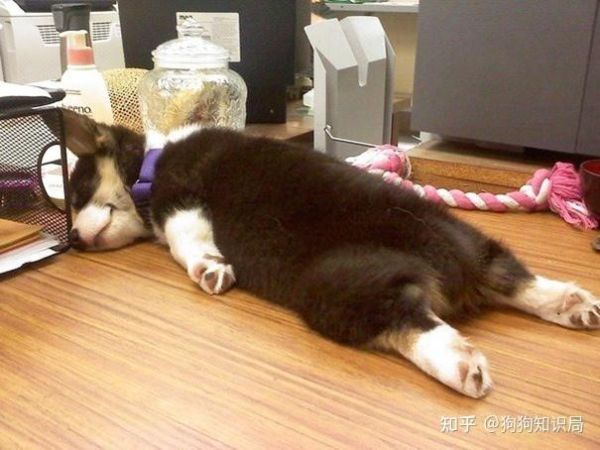 狗狗趴在我身上很快就能睡着(难道它把我当床了)