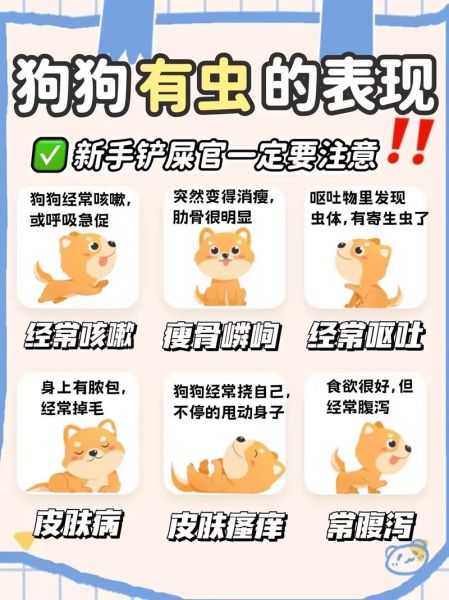 狗狗身上有跳蚤怎么办(要怎么给它洗澡才能彻底清除)
