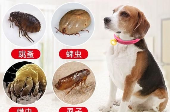 狗狗身上有跳蚤怎么办(要怎么给它洗澡才能彻底清除)