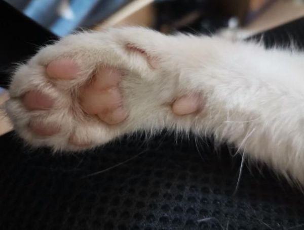 狗狗身上调节体温的汗腺主要分布在哪里(它们主要的汗腺分布在哪个部位)