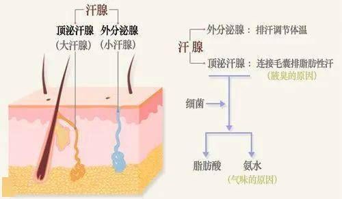 狗狗身上调节体温的汗腺主要分布在哪里(它们主要的汗腺分布在哪个部位)