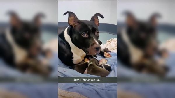 狗狗进到里面变大了(是魔法还是错觉)