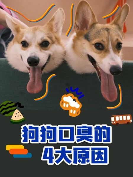 狗狗首页(狗狗首页靠谱吗)