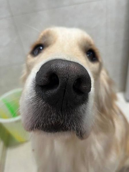 狗狗鼻子为什么会褪色(还是缺什么营养啊)