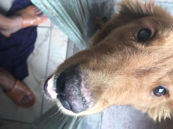 狗狗鼻子为什么会褪色(还是缺什么营养啊)