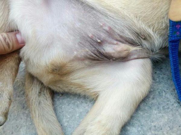 狗瘟(是普通感冒还是犬瘟热)