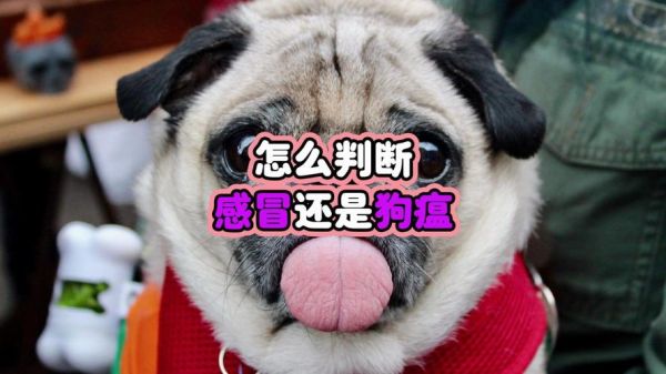 狗瘟(是普通感冒还是犬瘟热)
