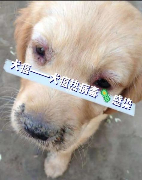 狗瘟早期(难道是得了犬瘟)