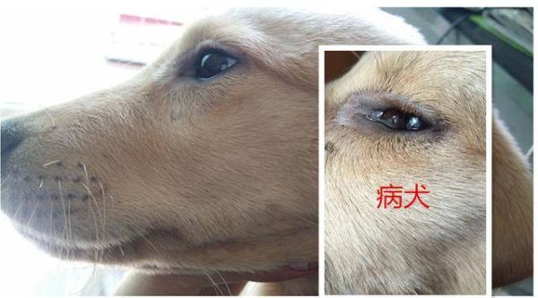 狗瘟早期症状(是不是得了犬瘟热)