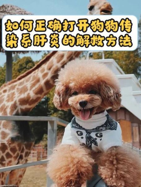 狗瘟热病毒(犬瘟热病毒的传播途径有哪些)