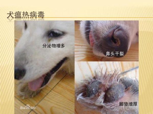 狗瘟症状(难道是得了犬瘟热)