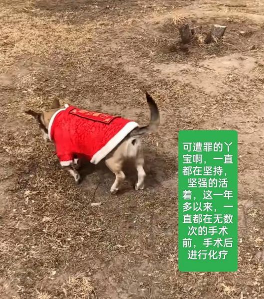 狗的东西比男朋友还大怎么办( 该怎么调整心态)