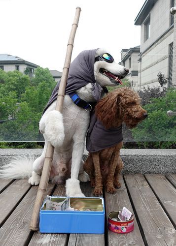 狗的东西比男朋友还大怎么办( 该怎么调整心态)