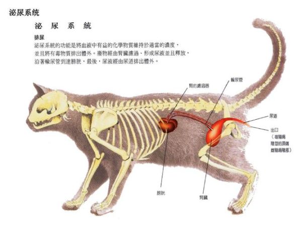 狗的习性( 是不是生病了)
