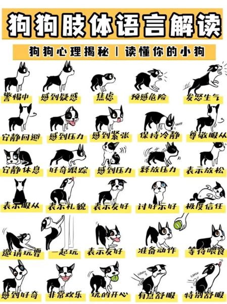 狗的介绍(狗狗还能做什么)
