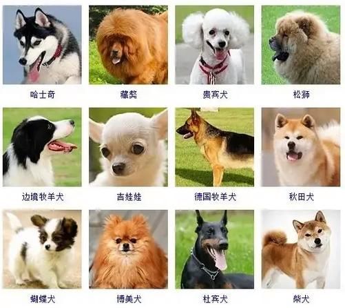狗的品种(哪种狗最适合你)