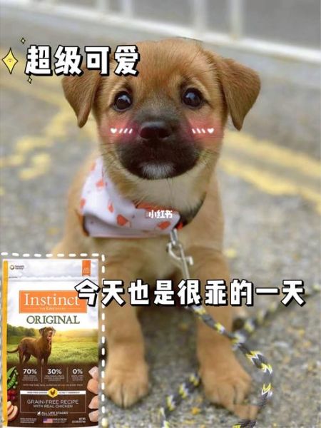 狗的品种图片(找到你的心头好)