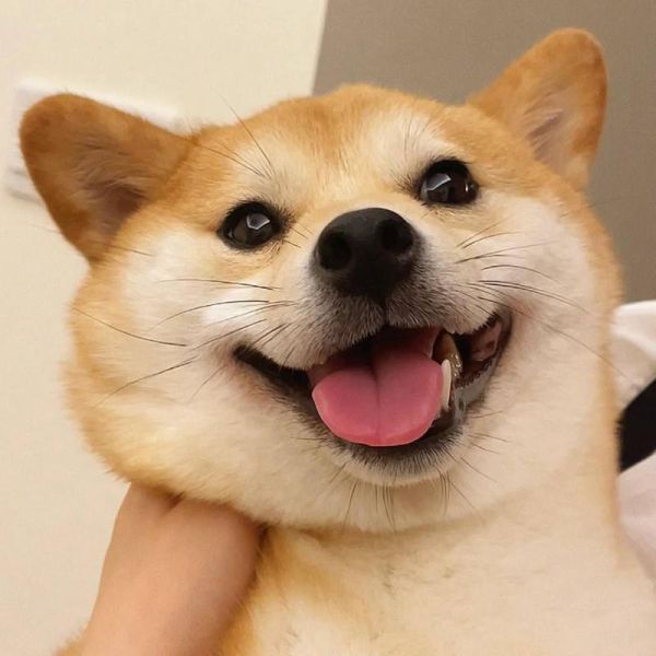 狗的图片(还是活泼的柴犬)