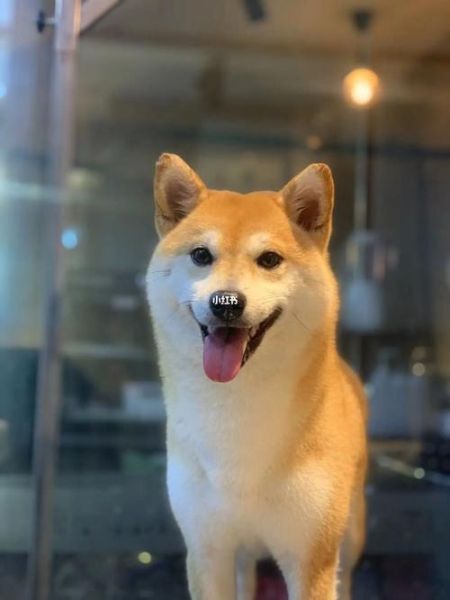 狗的图片(还是活泼的柴犬)