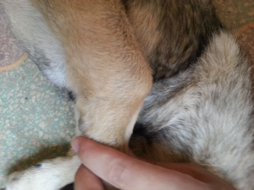 狗的好大 合不了腿(是不是长大就没事了)