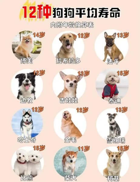狗的寿命一般多长( 你知道哪些诀窍)