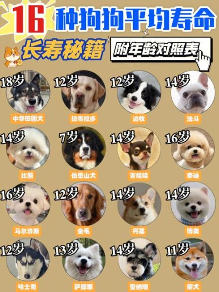 狗的寿命一般多长( 你知道哪些诀窍)