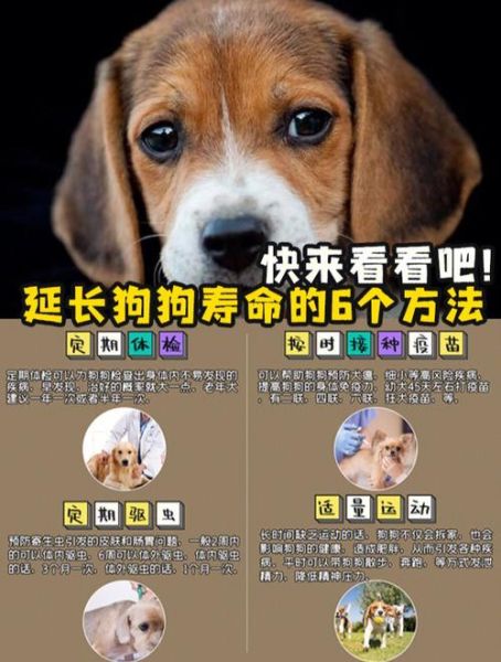 狗的寿命有多长(它们能活到20岁吗)