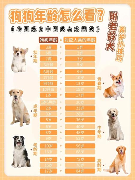狗的寿命有多长(它们能活到20岁吗)