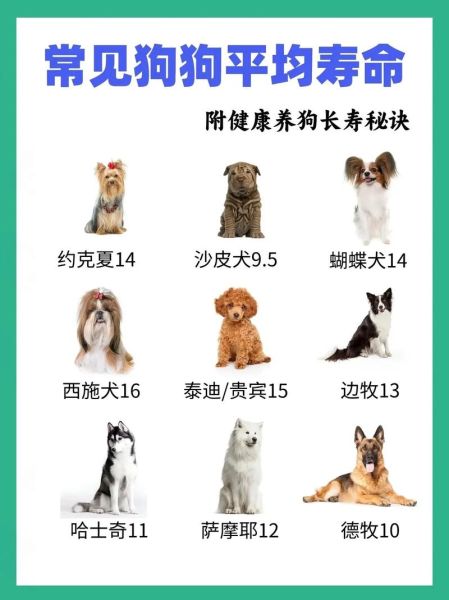 狗的平均寿命(什么原因会导致狗狗寿命短)