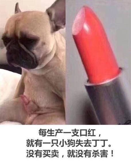 狗的性器官(这跟丁丁的结构有关吗)
