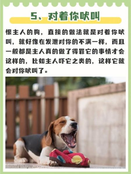 狗的故事( 这些真实案例告诉你答案)