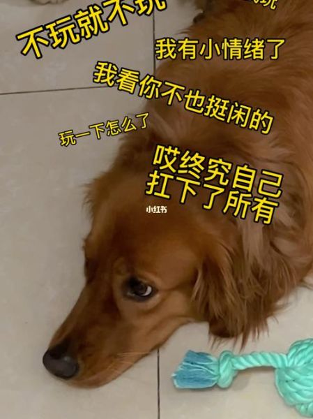 狗的故事( 这些真实案例告诉你答案)
