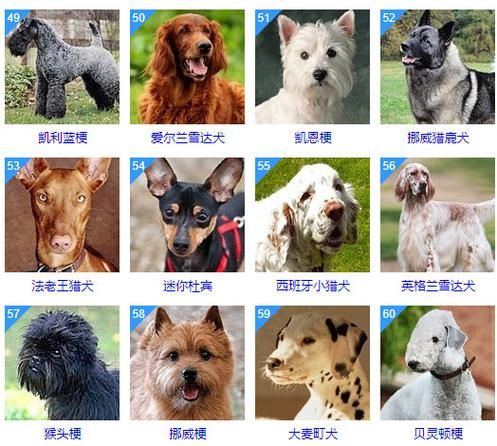狗的智商排名(快来了解一下)