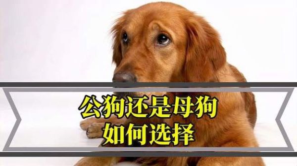 狗的生殖器图( 公狗和母狗的生殖器有什么区别)