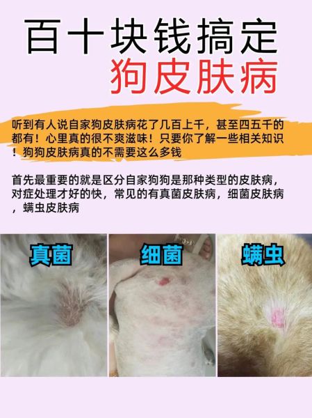 狗的皮肤病怎么治(哪些细节要注意)