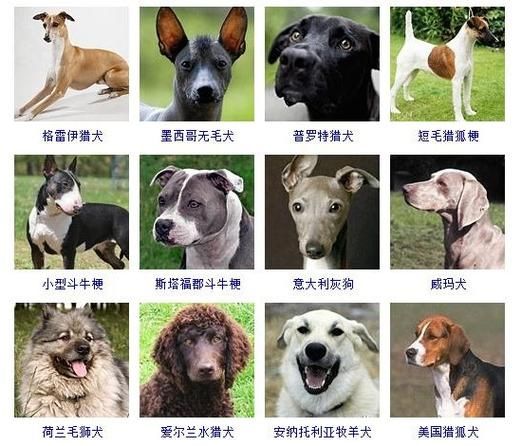 狗的种类和图片(猜猜它们的品种)