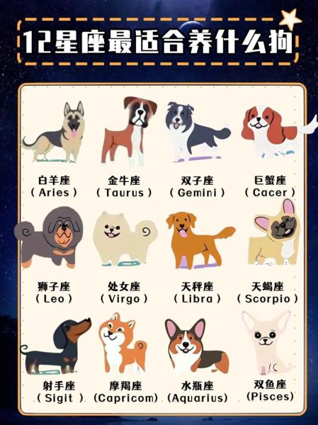 狗的象征意义(狗狗为什么会被视为幸运的象征)