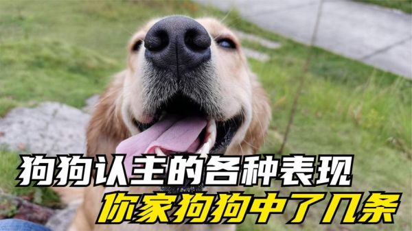 狗的资料( 它们是咋认主的)