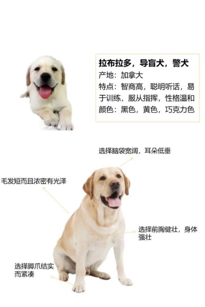 狗的资料( 它们是咋认主的)