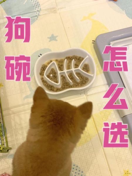 狗碗(它背后藏着什么秘密)
