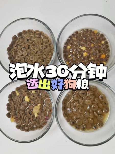狗粮怎么泡( 用什么水泡狗粮最合适)