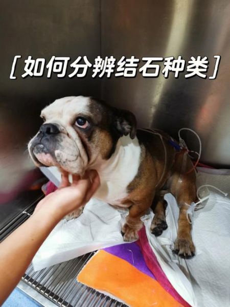 狗结石(会更容易得结石吗)