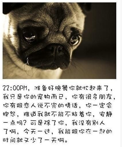 狗网(狗网让你不再孤单)