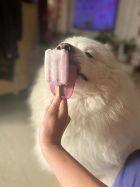 狗能吃雪糕吗(吃多了会不会对肠胃不好)