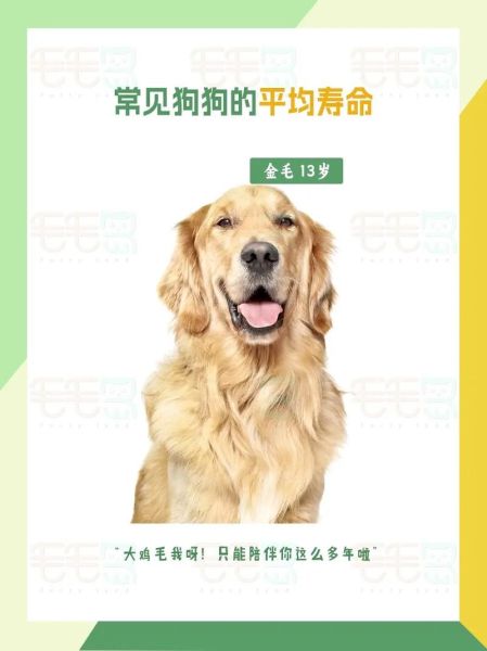 狗能活多久(它能陪伴你多久呢)