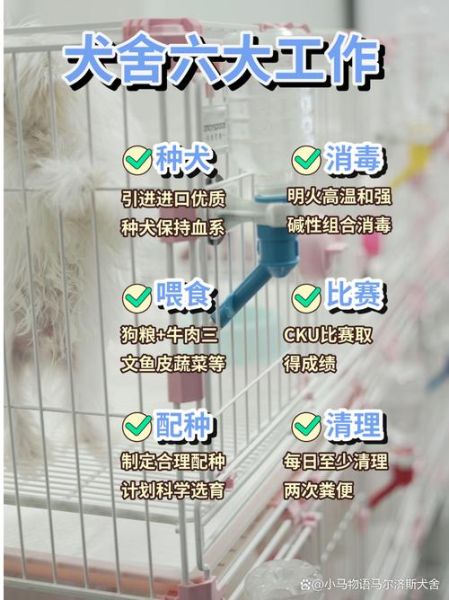 狗舍(狗舍里到底发生了什么)